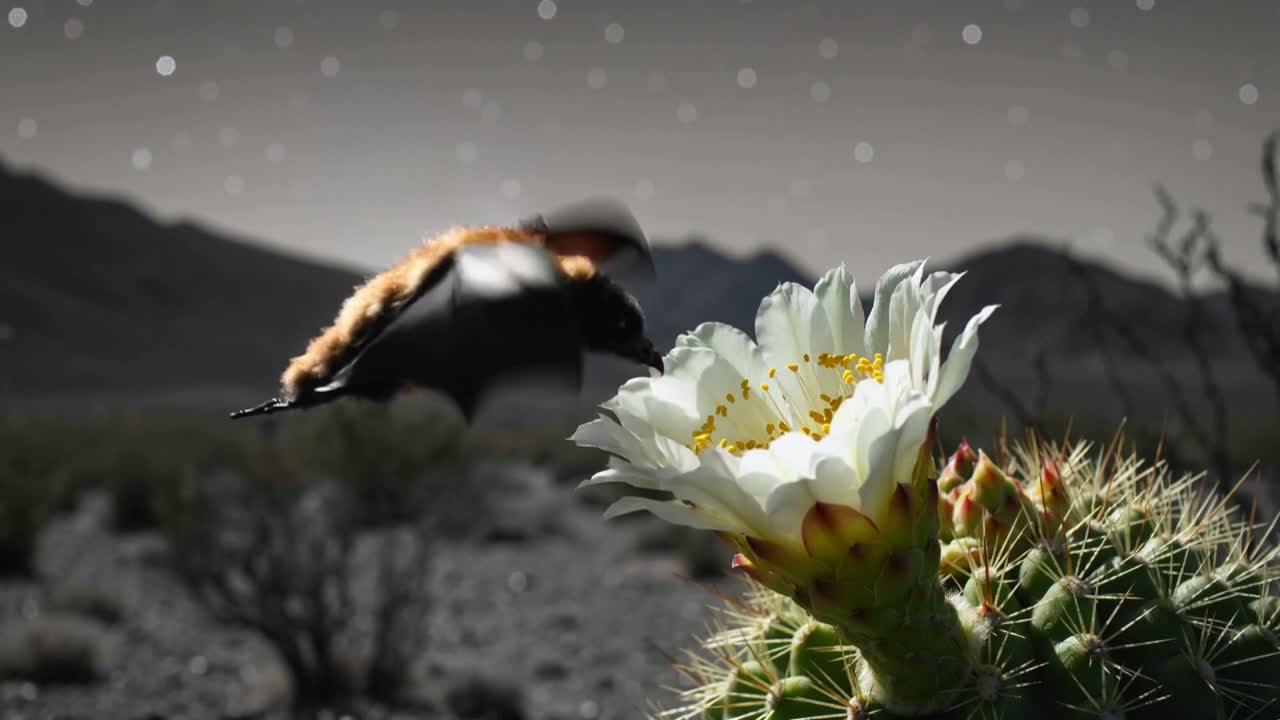 Pipistrello rosso-marrone in volo che si avvicina a un fiore bianco di cactus nel deserto per nutrirsi di nettare.