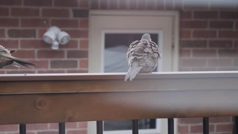 Tauben-Ruhen-Sich-Am-Sommerabend-Auf-Dem-Balkon-Aus