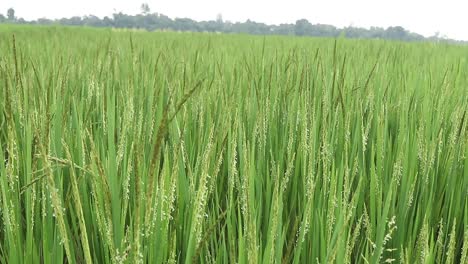 green ripe rice on field of jharkhand being blown by wind