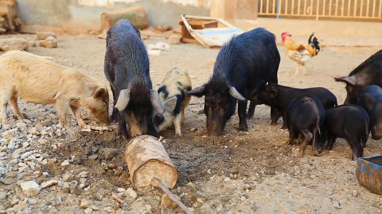 Group of pigs and piglets eating in a rural scene.