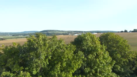 drone coming down behind trees in an agricultural field