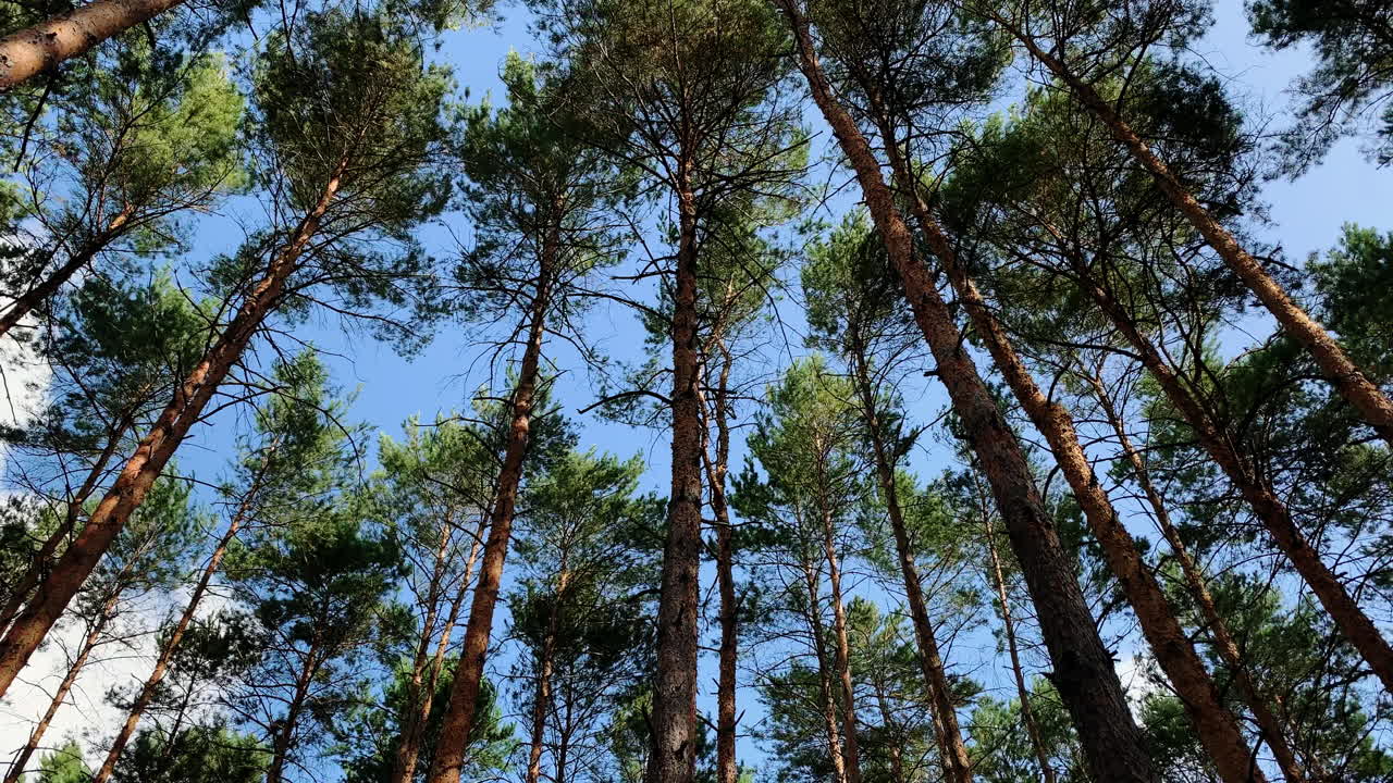 лесные деревья, раскачиваемые ветром