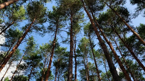 forest trees swaying by the wind