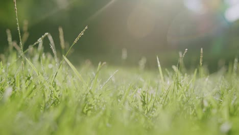 slow motion of falling water dew drops on fresh green grass lawn with sunlight rays flare shining in the morning