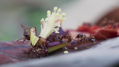 primer plano de hormigas de fuego alimentándose en el pistil caído de la flor de hibisco rojo