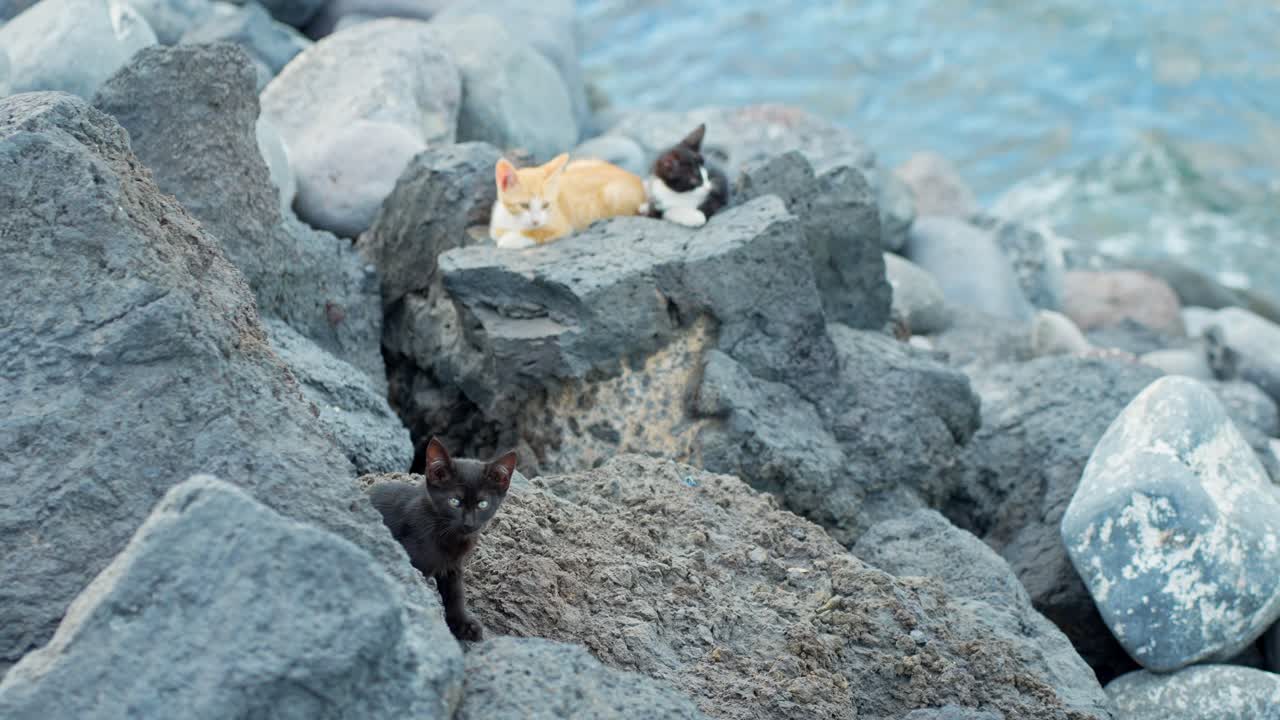 어린 새끼 고양이는 바위 위에서 대서양 해안 날씨를 즐긴다.