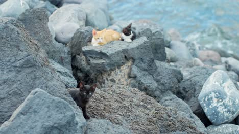 Gatitos-Jóvenes-Disfrutan-Del-Clima-De-La-Costa-Atlántica-En-Las-Rocas,-En-La-Mano