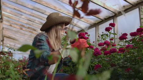 una joven florista cuida de las rosas en un invernadero sentada con guantes examinando y tocando los brotes de flores con sus manos