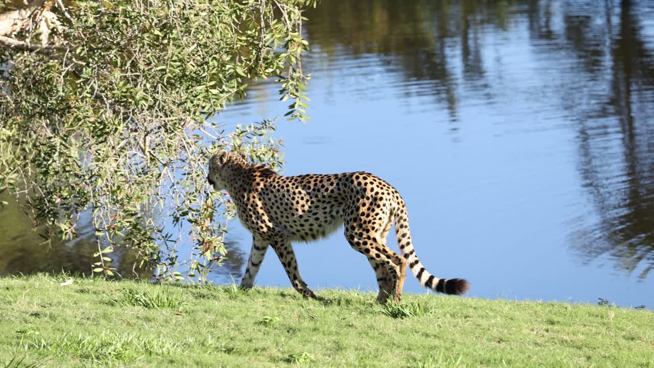 오스트레일리아 동물원 에서 물 근처 에서 산책 하는 치타