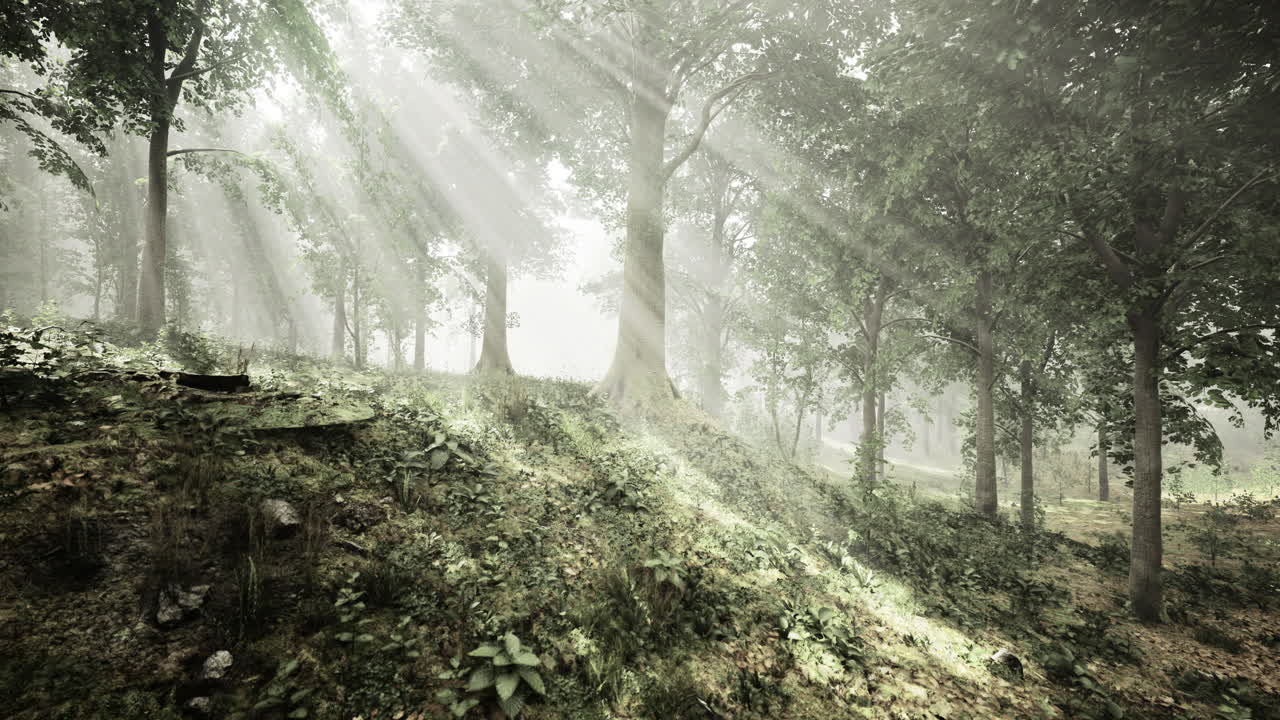 Sunlight filters through trees in a serene forest clearing