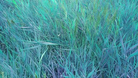 A-dream-of-abstract-blue-field-and-white-butterfly