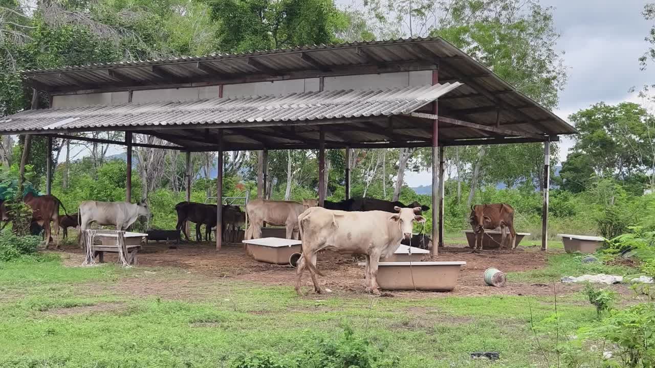 Sapi di Bawah Naungan