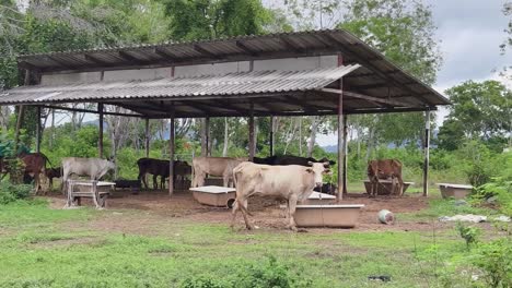 vacas bajo un refugio