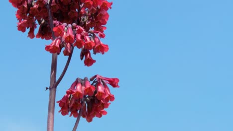 Rote-Blumen-Am-Blauen-Himmel