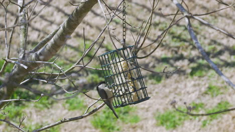 Carbonero-De-Carolina-En-Un-Comedero-Para-Pájaros-De-Sebo-Durante-El-Final-Del-Invierno-En-Carolina-Del-Sur