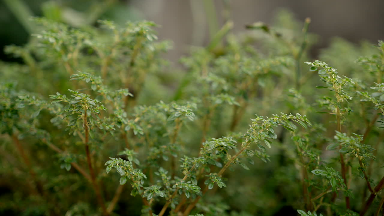plantas de artillería vistas de cerca , enfoque de rack