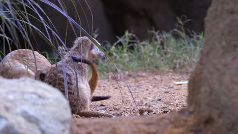 a group of meerkats playing together on the ground by the green grass of a forest - close up