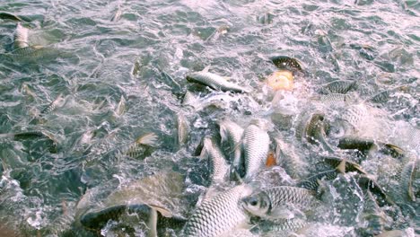 Fishes-come-to-ask-for-food-with-big-open-mouths-at-the-edge-of-the-pool