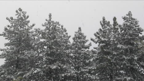 snow falls amidst a stand of pine trees