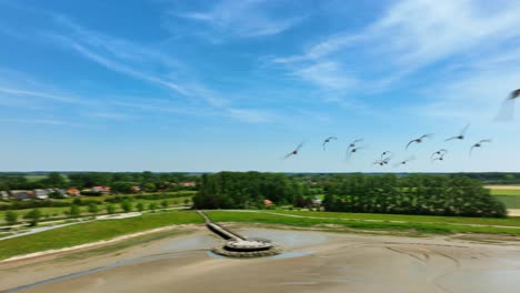 Flock-of-birds-fly-over-Het-Zwin-nature-reserve-in-Netherlands