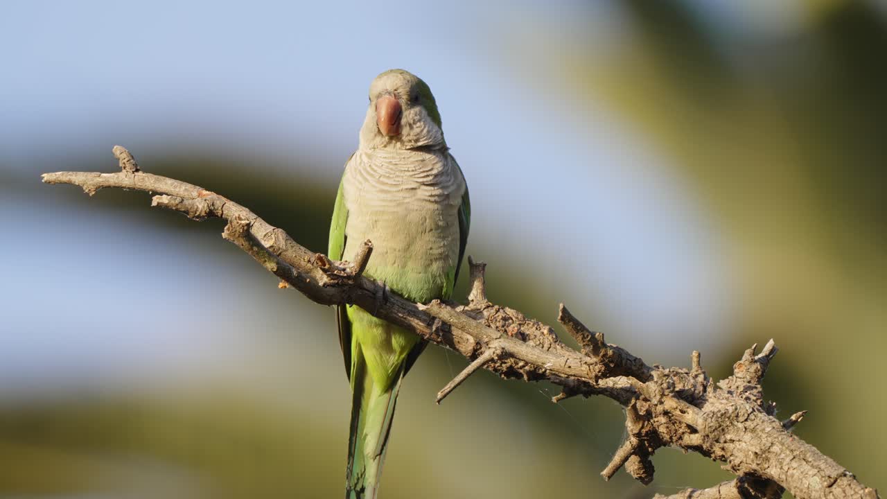 loro cuáquero exótico, periquito monje, myiopsitta monachus encaramado en la rama de un árbol, tomando el sol y disfrutando del hermoso sol de la tarde con los ojos medio cerrados, tiro de cerca de la vida silvestre