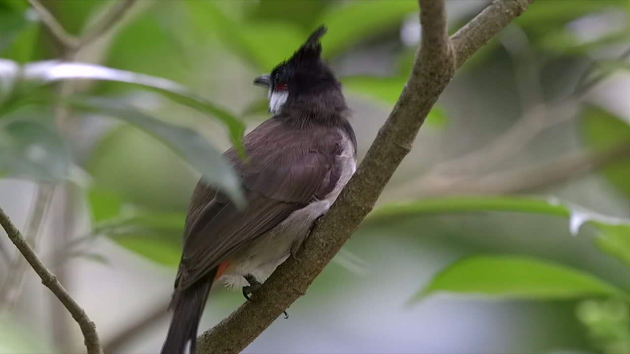 Nærbillede af en rødøret bulbul