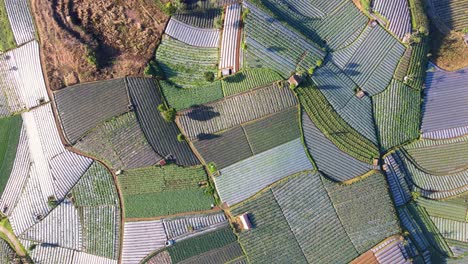 aerial view of large tropical vegetable plantation - scallion, broccoli, onion and potato plantation