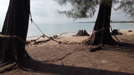 vista panorámica del parque verde cerca del mar con paisaje de playa de arena blanca en el soleado día de verano en phuket, tailandia, con pino marino en primer plano en cámara lenta 4k uhd video