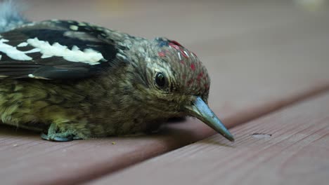 yellow-bellied sapsucker woodpecker laying hurt on deck - injured bird cu