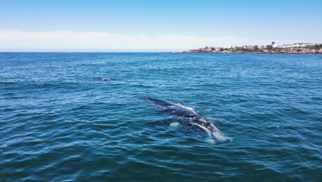 Close-up-frontal-aerial-view-of-callosities-on-Southern-Right-whale