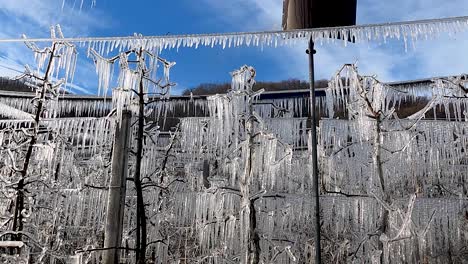 Close-up-tilt-up-shot-of-frozen-apple-tree-farm-being-irrigated-in-South-Tyrol,-Italy