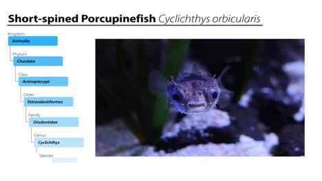 observing a porcupinefish swimming in a tank