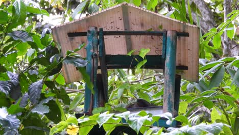 several birds enjoying birdhouse atop tree in amazon rainforest