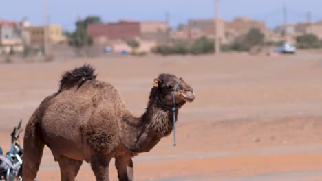 camel in a desert landscape with village in background