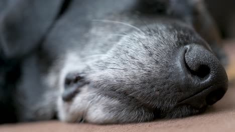 Ein-Schmaler-Blick-Auf-Mund-Und-Nase-Eines-Schlafenden-älteren-Schwarzen-Hundes,-Der-Zu-Hause-Auf-Dem-Boden-Liegt