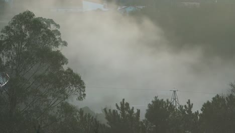 Morning-fog-rolling-fast-over-deciduous-trees