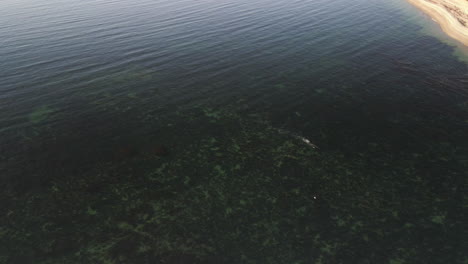 Minke-whale-swimming-in-shallow-water-in-eastern-Quebec