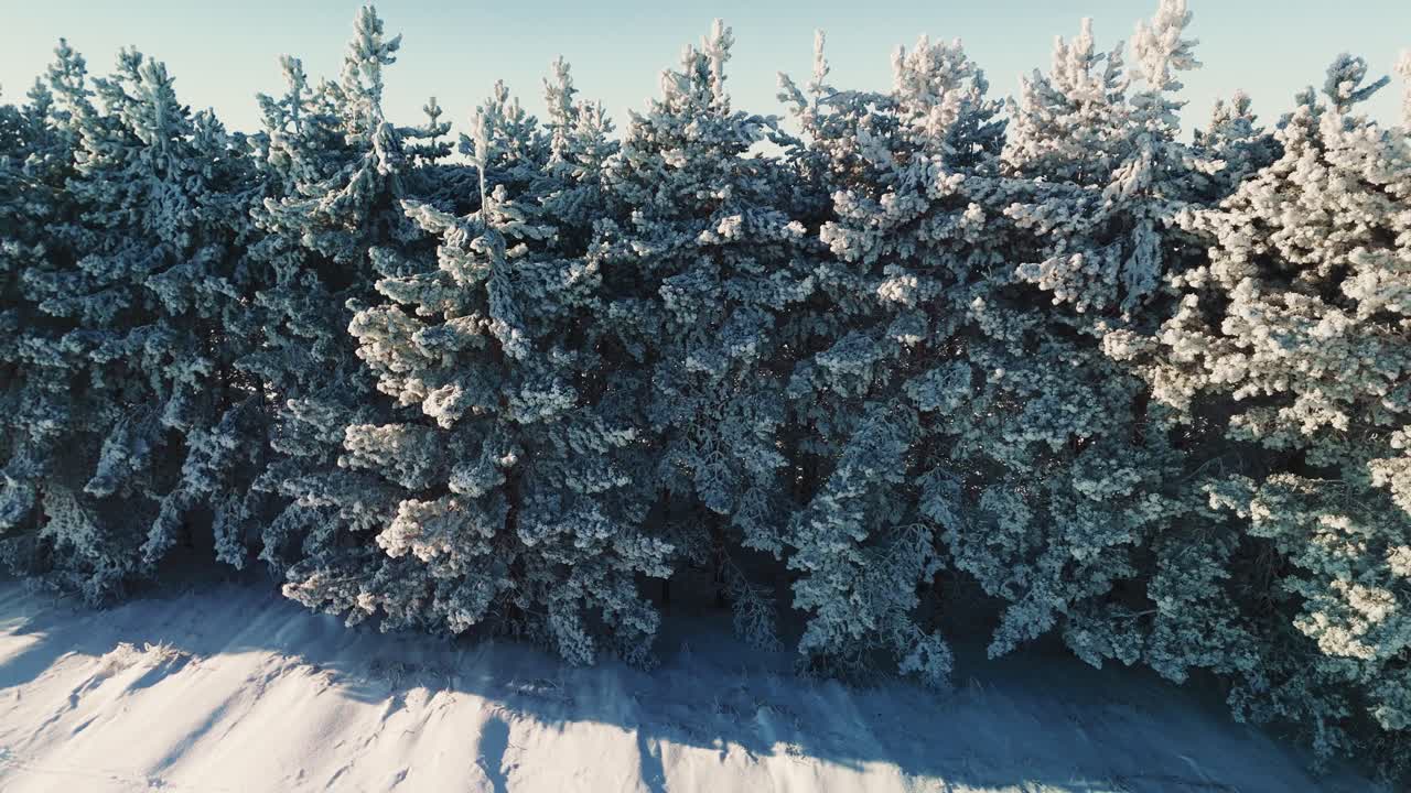 Snødekte furutrær om vinteren