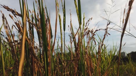 Primer-Plano,-Arroz-Amarillento