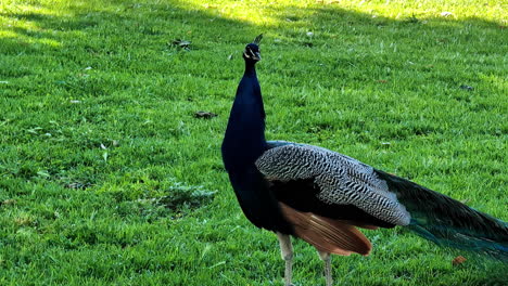 peacock bird standing on green grass on sunny warm day, side view