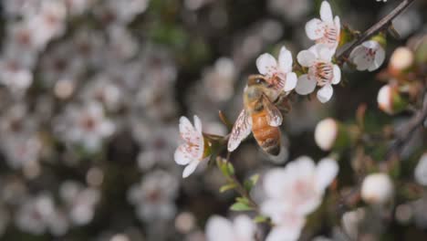 symbiosis relation between honey bee and white manuka flower, slow motion