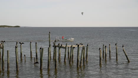 un barco de pesca cruzando las aguas de cedro clave por algunas gaviotas