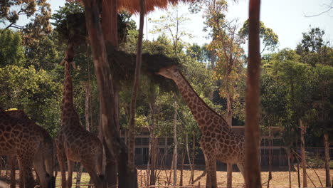 las jirafas comiendo en un zoológico