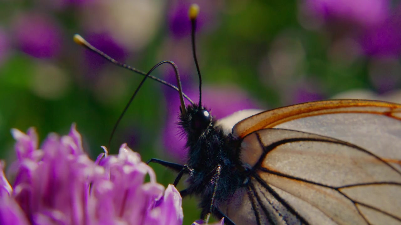 Mariposa se posa delicadamente en una flor morada. Las alas muestran patrones marrones translúcidos con venas negras. Las antenas tocan los pétalos mientras se alimenta. Las flores del fondo se difuminan suavemente con luz cálida