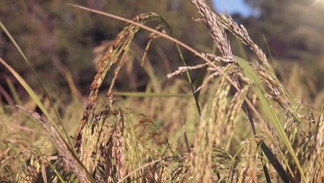 Reisstiele-Wiegen-Sich-Im-Wind