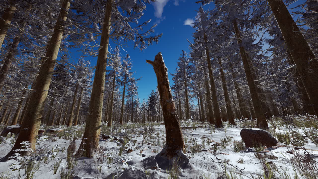 paisaje de invierno con un bosque de coníferas en los rayos de la puesta de sol