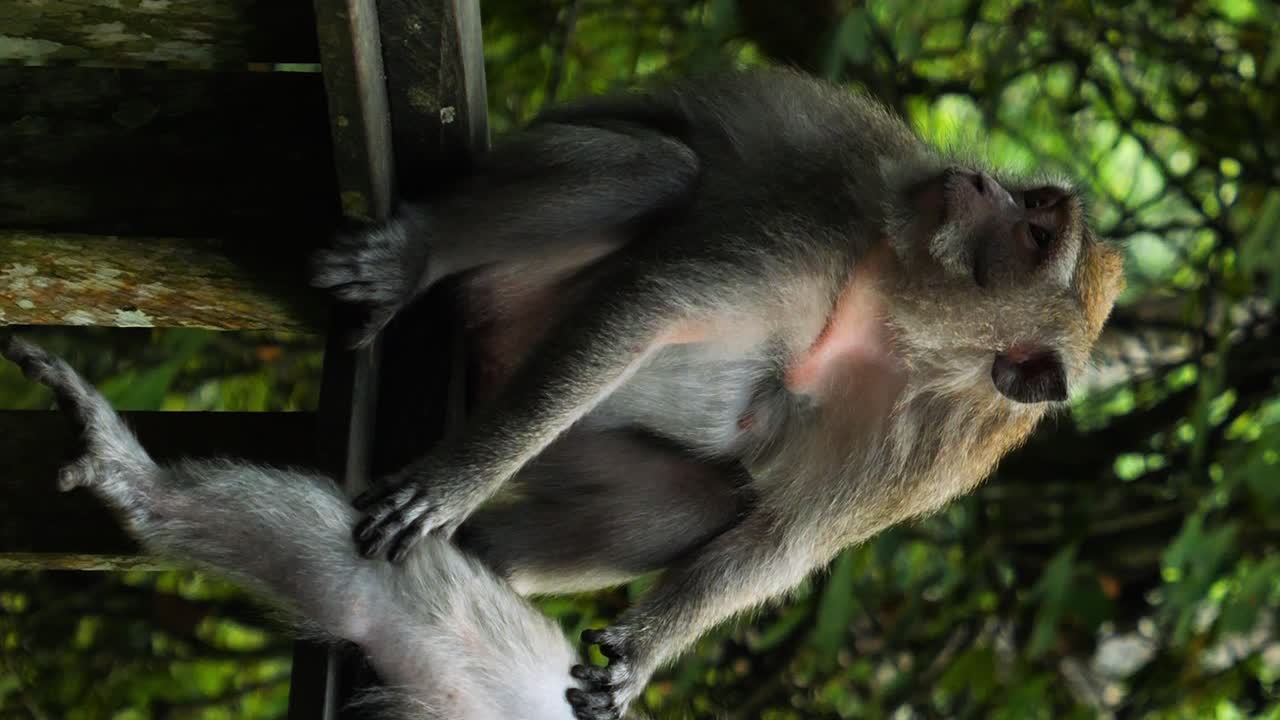 disparo estático vertical de dos monos macacos sentados en el santuario sagrado del bosque de monos en bali, indonesia, mientras uno está desinfectando su pierna en cámara lenta