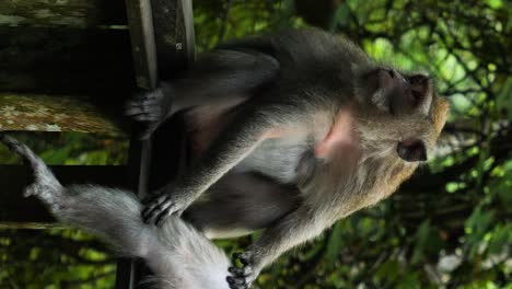 Toma-Estática-Vertical-De-Dos-Monos-Macacos-Sentados-En-El-Santuario-Del-Bosque-Sagrado-De-Los-Monos-En-Bali,-Indonesia,-Mientras-Uno-Se-Despioja-La-Pierna-En-Cámara-Lenta