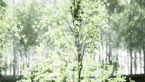 misty birch forest