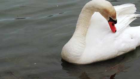 disparo en cámara lenta de un cisne nadando en un pequeño cuerpo de agua, limpiándose y buscando comida